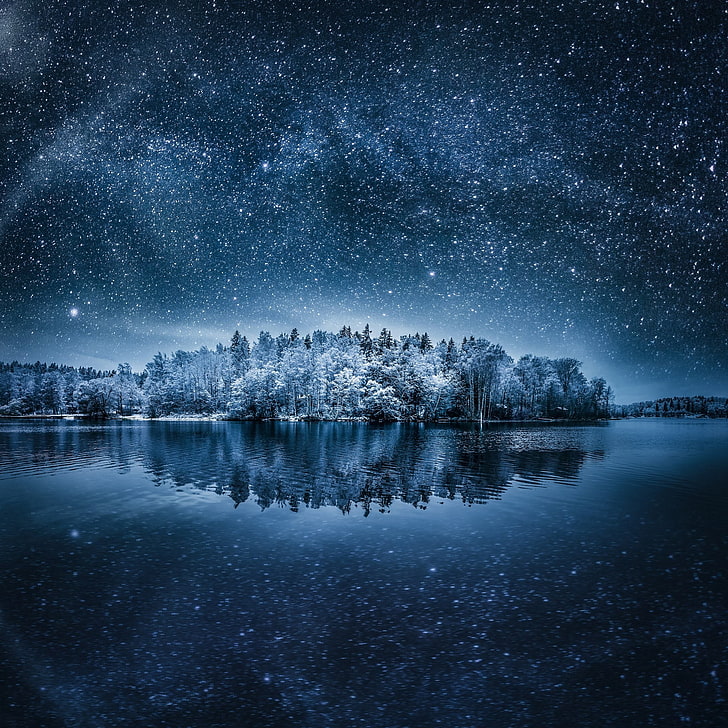 forest illustration, night, landscape, winter, stars, nature