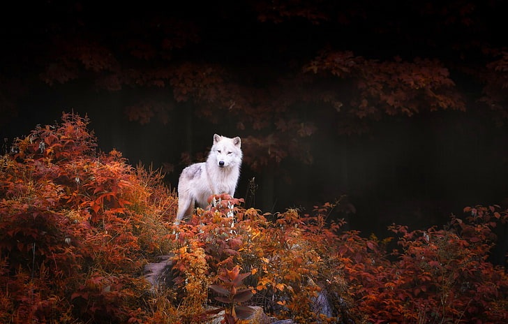 short-coated white wolf, white wolf surrounded by brown leaf plants