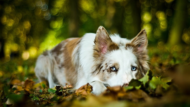 long-coated brown and white dog, animals, depth of field, leaves