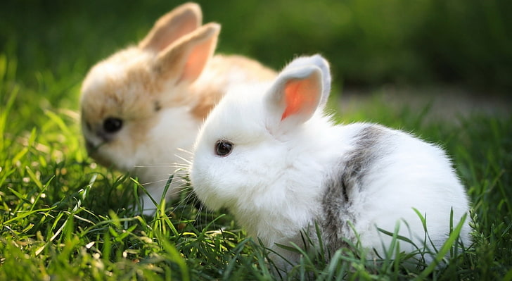 Cute Bunnies, two white and brown rabbit kits, animal, animal themes, HD wallpaper