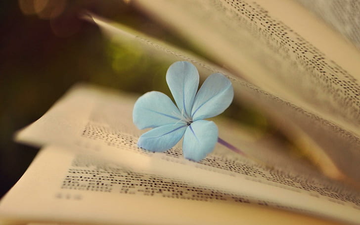 Book Pages Flower Mood, white 5-petal flower, HD wallpaper