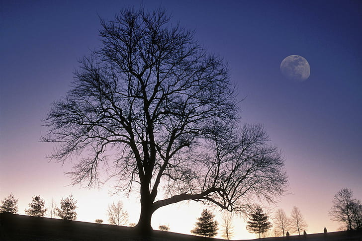Winter Tree Silhouetted Against Twilight Sky With Nearly Full Moon Jefferson County Kentucky, HD wallpaper