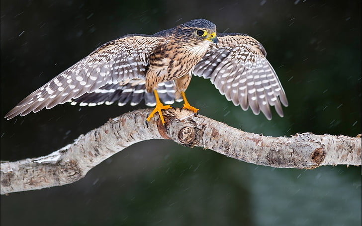 peregrine falcon, bird, eagle, stroke, wings, wildlife, animal, HD wallpaper