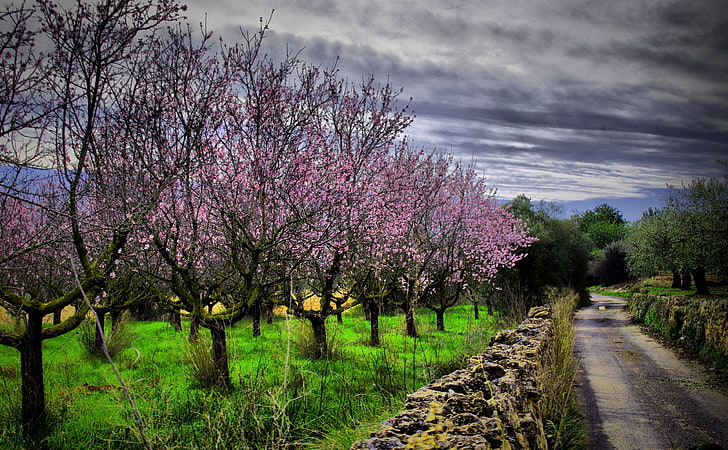 Almond Orchard HDR, pink trees, Seasons, Spring, Road, Spain, HD wallpaper
