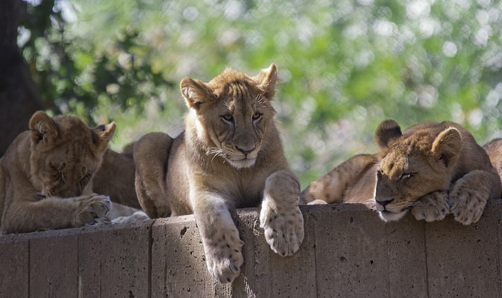 Trio wild cats, family, cubs, zoo, stay, the cubs, HD wallpaper