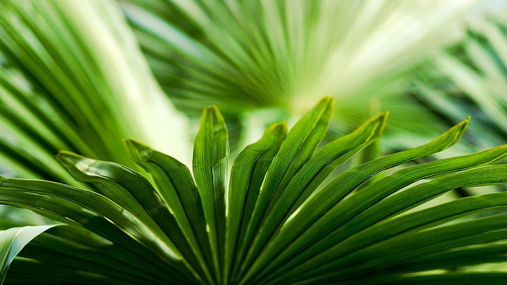 Green Plant Leaf Leaves Macro HD, nature, HD wallpaper