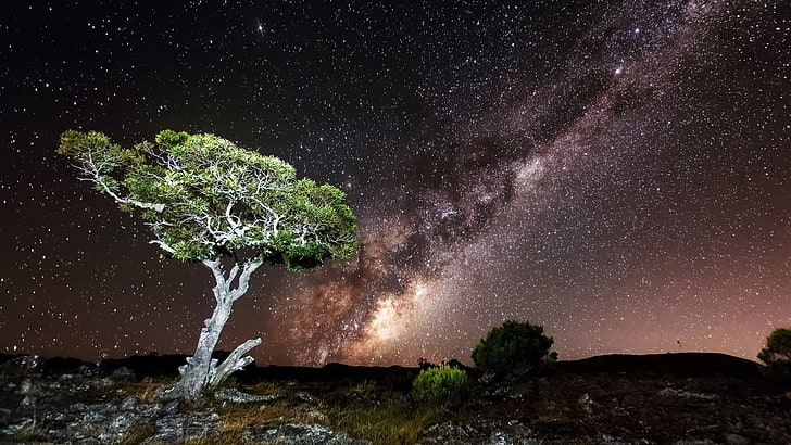 tree under sky with stars digital wallpaper, nature, night, Milky Way