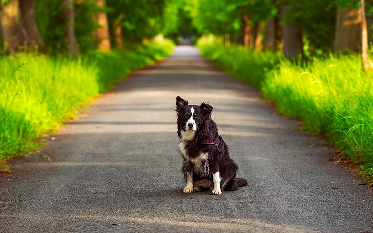 dog, road, Border Collie, grass, domestic, mammal, pets, domestic animals, HD wallpaper