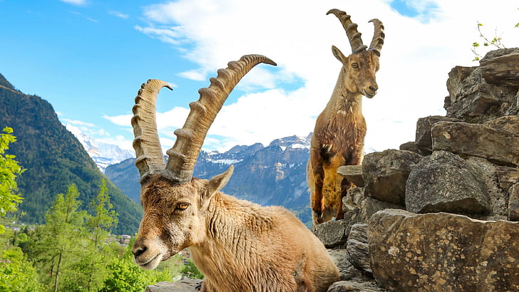switzerland, interlaken, alps, mountains, europe, ibex, goat, HD wallpaper