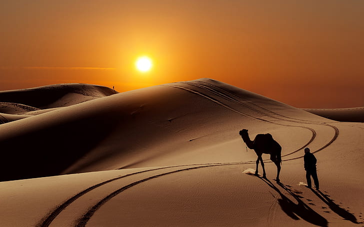 Sunset in Desert, person and camel silhouette, landscape, sand, HD wallpaper