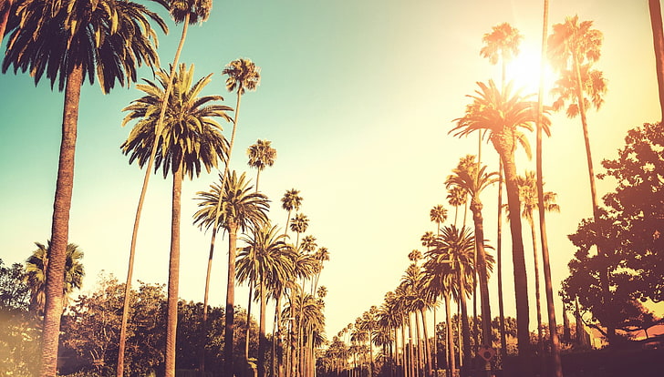 HD wallpaper: los angeles pc backgrounds hd, palm tree, tropical climate |  Wallpaper Flare