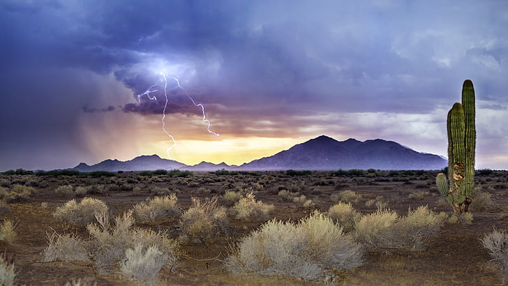 green cactus, lightning, Arizona, sandstorm, Monsoon Sunset