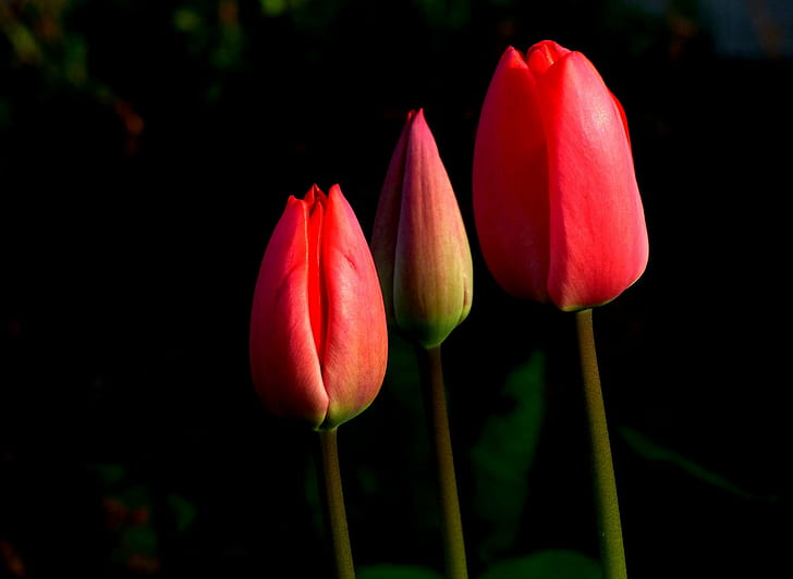 three red  tulips flower, All The Best, Alles Gute, für, Blume, HD wallpaper