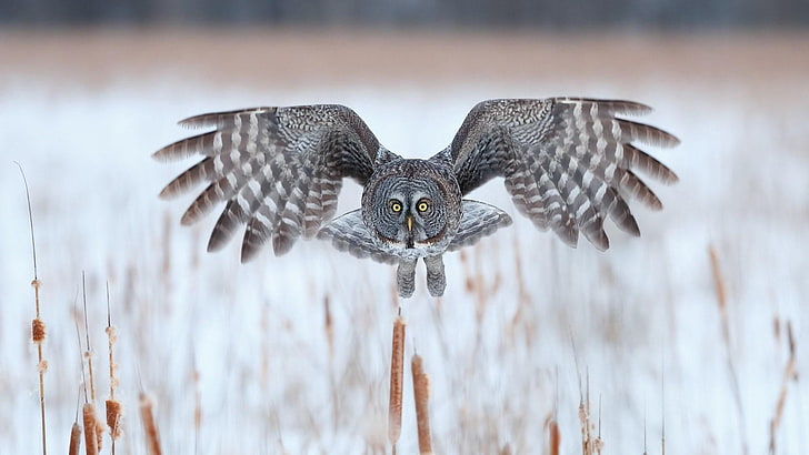 owl, great grey owl, bird, bird of prey, wildlife, wing, animal themes