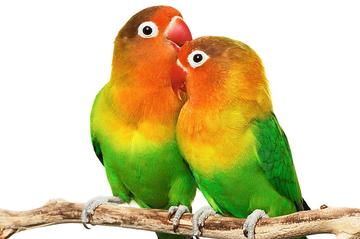 animal, love Bird, love Bird Images, love Birds s, HD wallpaper