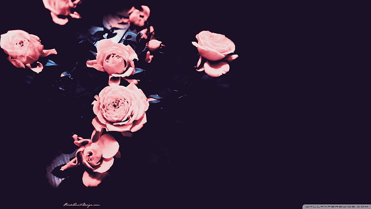 HD wallpaper: pink flower wallpaper, flowers, black background, studio shot  | Wallpaper Flare