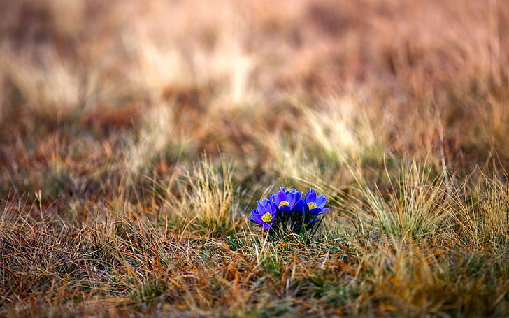 blue petaled flowers, grass, nature, blue flowers, plants, flowering plant
