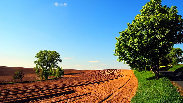green leafed tree, arable land, field, trees, summer, nature