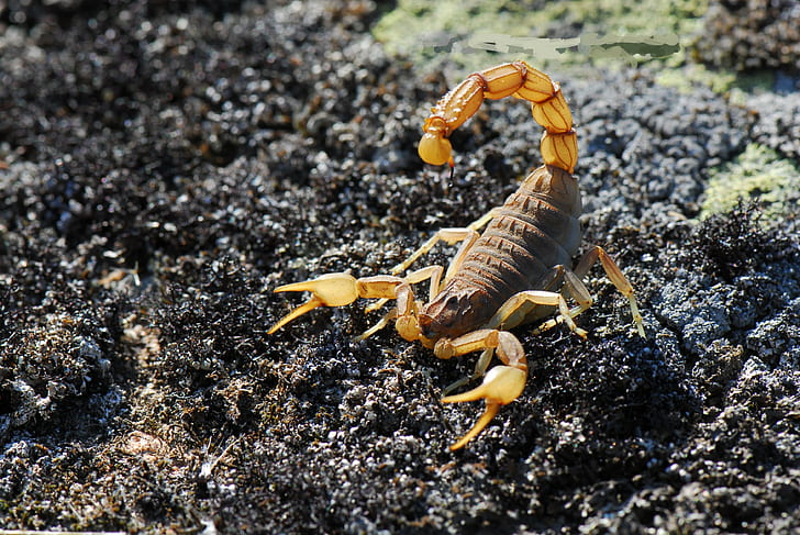 Scorpions animals 1080P, 2K, 4K, 5K HD wallpapers free download | Wallpaper  Flare