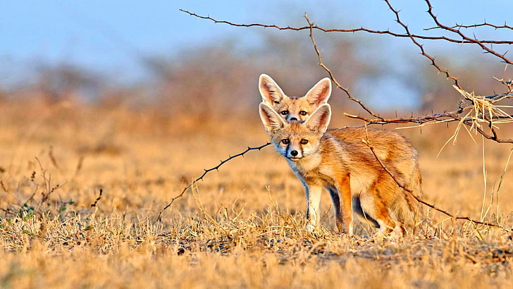 wildlife, fennec fox, nocturnal fox, desert fox, mammal, cute, HD wallpaper