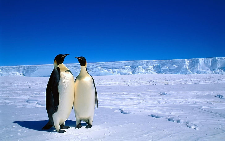 two Emperor penguins, animals, Antarctica, snow, winter, nature