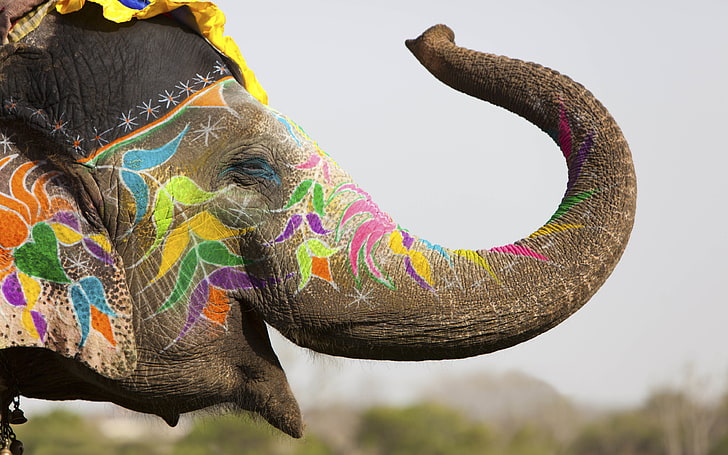 gray elephant, animals, body paint, Holi, India, colorful, depth of field