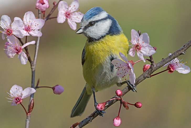 Birds, Titmouse, Blossom, Flower, Wildlife