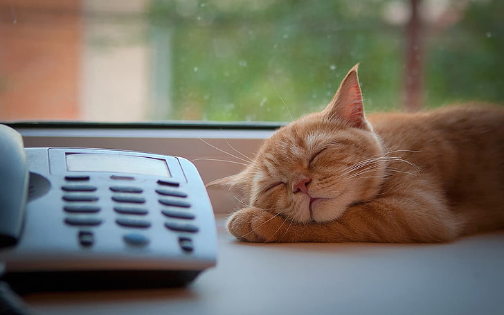 cat, sleep, kittens, animals, telephone, domestic, pets, domestic cat, HD wallpaper