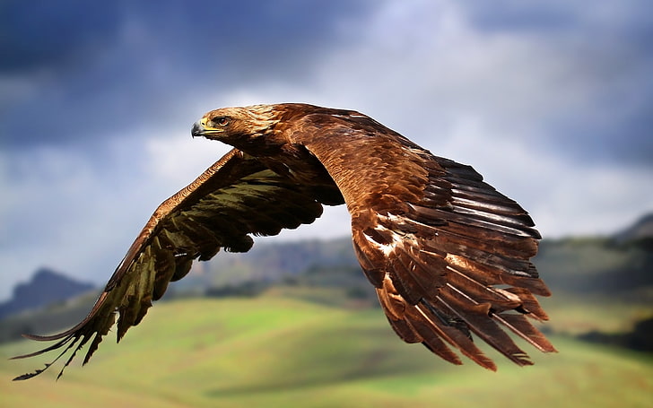 brown falcon, eagle, birds, predators, flight, wings, flap, bird of Prey, HD wallpaper