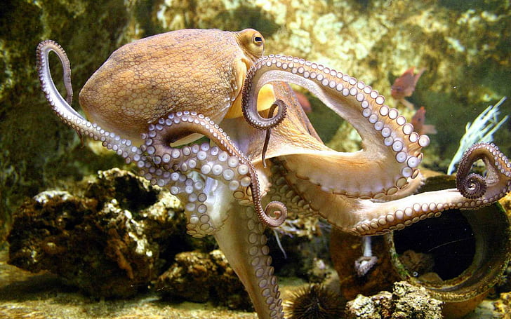 Octopus In The Sea, nature, underwater, oceans, sea creatures, HD wallpaper