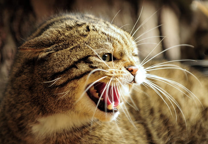 face, anger, rage, mouth, fangs, grin, wild cat, the European forest cat