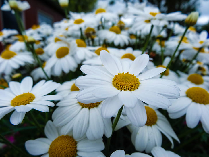 selective focus photography of white daisies in bloom, daisies, HD wallpaper