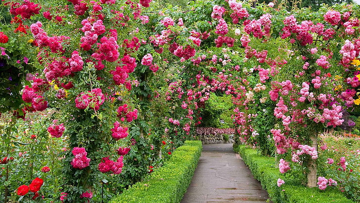 pink petaled flowers, Park, roses, garden, Canada, alley, British Columbia