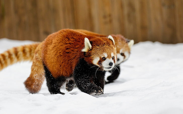 two red pandas, animals, snow, winter, cold temperature, animal themes