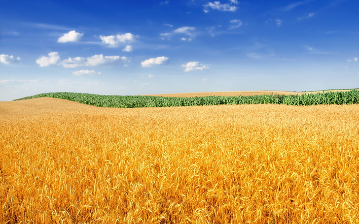 HD wallpaper: Golden Wheat Field 4K, agriculture, landscape, plant, sky,  rural scene | Wallpaper Flare