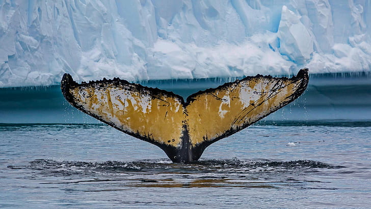 tail, Antarctica, humpback whale, Cierva Cove