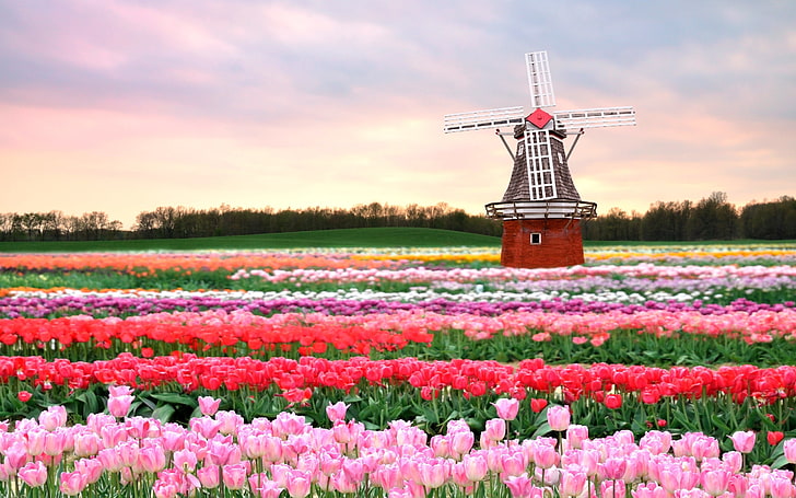 pink, red, and yellow tulip field, tulips, windmill, flowers, HD wallpaper
