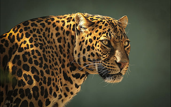 Animal, animals, 1920x1200, Leopard, leopard prints, HD wallpaper