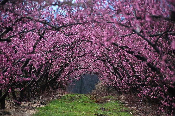 cherry blossom tree, grass, trees, flowers, branches, nature