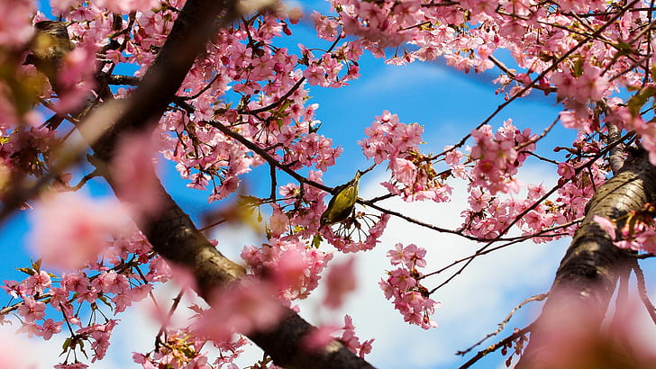 Tokyo Japan, park cherry trees, pink flowers, bird
