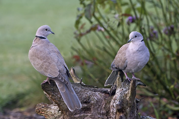two Eurasian collared doves, birds, nature, tree, stump, pair