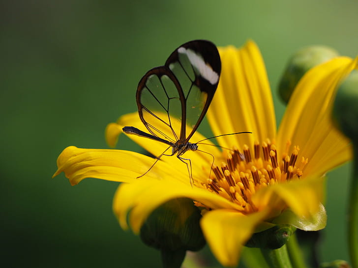 black butterfly on yellow petaled flower, butterfly, nature, insect, HD wallpaper