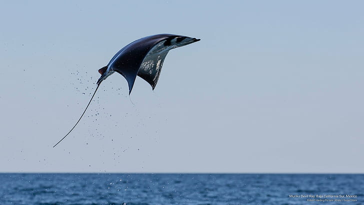 Munks Devil Ray, Baja California Sur, Mexico, Ocean Life