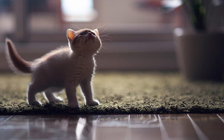 Little Turkish Angora Kitten, turkish angora cat, small, lovable, HD wallpaper