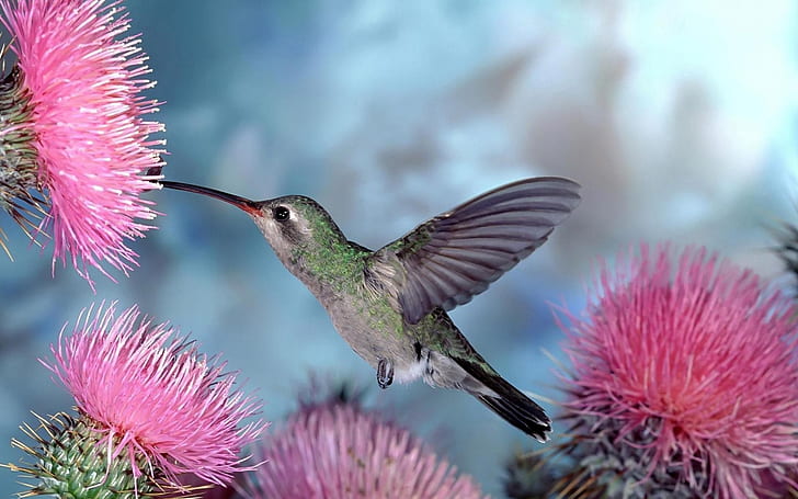 Flying bird, hummingbirds gather nectar, pink flowers, HD wallpaper