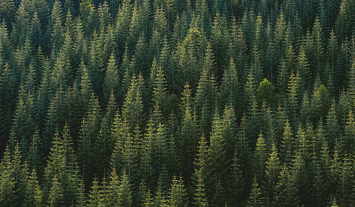 green pine trees, nature, forest, plant, coniferous tree, beauty in nature, HD wallpaper