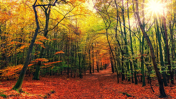 forest trail, woodland, path, forest path, autumn forest, deciduous