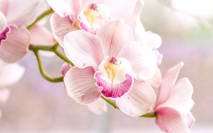Orchid, pink phalaenopsis, HD wallpaper