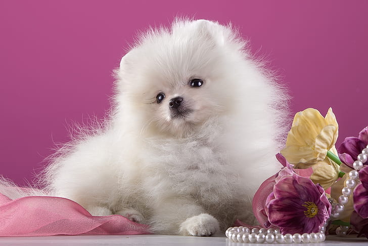 Dogs, Pomeranian, Flower, Pearl, Pink, Puppy