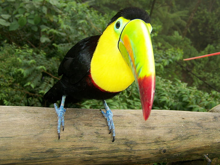 toucans, animals, birds, HD wallpaper